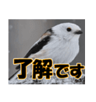 シマエナガ★笑福来（個別スタンプ：39）