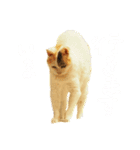 ご近所みぃちゃん日常スタンプ（個別スタンプ：1）