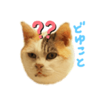 ご近所みぃちゃん日常スタンプ（個別スタンプ：3）