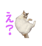 ご近所みぃちゃん日常スタンプ（個別スタンプ：4）
