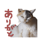 ご近所みぃちゃん日常スタンプ（個別スタンプ：6）