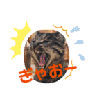 らぶふぁみ。。（個別スタンプ：9）
