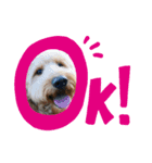 fluffy_dog brother（個別スタンプ：1）