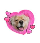 fluffy_dog brother（個別スタンプ：5）