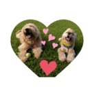 fluffy_dog brother（個別スタンプ：6）