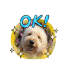 fluffy_dog brother（個別スタンプ：7）