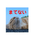 遊びにくるムッキー（むつき）スタンプ。（個別スタンプ：4）