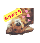 ダックス 写真（個別スタンプ：1）