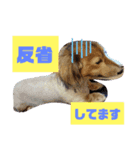 ダックス 写真（個別スタンプ：4）