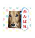 ダックス 写真（個別スタンプ：5）