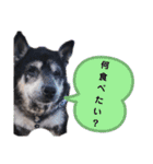 kuloしば（個別スタンプ：12）