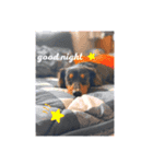 baby dog！（個別スタンプ：6）