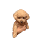 狂犬K＆D（個別スタンプ：1）