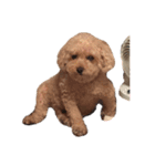 狂犬K＆D（個別スタンプ：3）