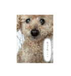 狂犬K＆D（個別スタンプ：6）