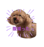狂犬K＆D（個別スタンプ：8）