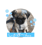 パグのアポロちゃん(最強にかわいい)（個別スタンプ：9）