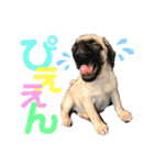 パグのアポロちゃん(最強にかわいい)（個別スタンプ：19）