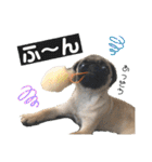 パグのアポロちゃん(最強にかわいい)（個別スタンプ：20）