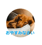 ダックス ジェームズ君の日常会話（個別スタンプ：4）