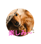 ダックス ジェームズ君の日常会話（個別スタンプ：6）