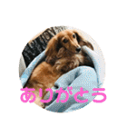ダックス ジェームズ君の日常会話（個別スタンプ：9）