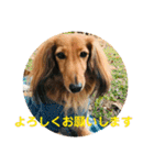 ダックス ジェームズ君の日常会話（個別スタンプ：12）