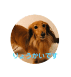 ダックス ジェームズ君の日常会話（個別スタンプ：14）