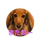 ダックス ジェームズ君の日常会話（個別スタンプ：17）