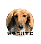 ダックス ジェームズ君の日常会話（個別スタンプ：23）