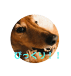 ダックス ジェームズ君の日常会話（個別スタンプ：28）
