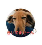 ダックス ジェームズ君の日常会話（個別スタンプ：31）