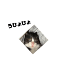 うひょおもち（個別スタンプ：3）