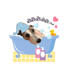 ラッシー可愛い❤️（個別スタンプ：3）