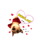 ラッシー可愛い❤️（個別スタンプ：5）