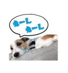 ラッシー可愛い❤️（個別スタンプ：6）