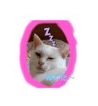 しろねこプー＆ピー（個別スタンプ：2）
