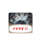 Pスタイル4（個別スタンプ：2）