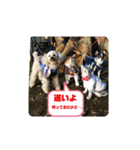 Pスタイル4（個別スタンプ：12）