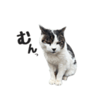 野良の大福（個別スタンプ：1）