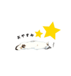 野良の大福（個別スタンプ：5）