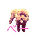 トイ・プードル（カール）1（個別スタンプ：9）