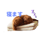 トイ・プードル（カール）1（個別スタンプ：10）