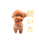 トイ・プードル（カール）1（個別スタンプ：11）