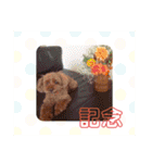 トイ・プードル（カール）1（個別スタンプ：12）