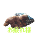 トイ・プードル（カール）1（個別スタンプ：13）