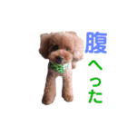 トイ・プードル（カール）1（個別スタンプ：14）
