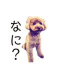 トイ・プードル（カール）1（個別スタンプ：15）