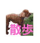 トイ・プードル（カール）1（個別スタンプ：16）