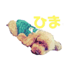 トイ・プードル（カール）1（個別スタンプ：17）